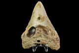 Fossil Megalodon Tooth - North Carolina #109862-1